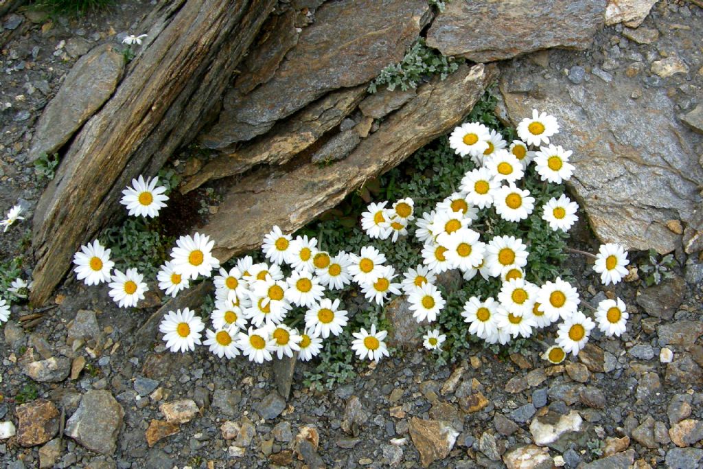 Anthemis montana?